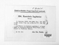 Ramularia sagittariae image